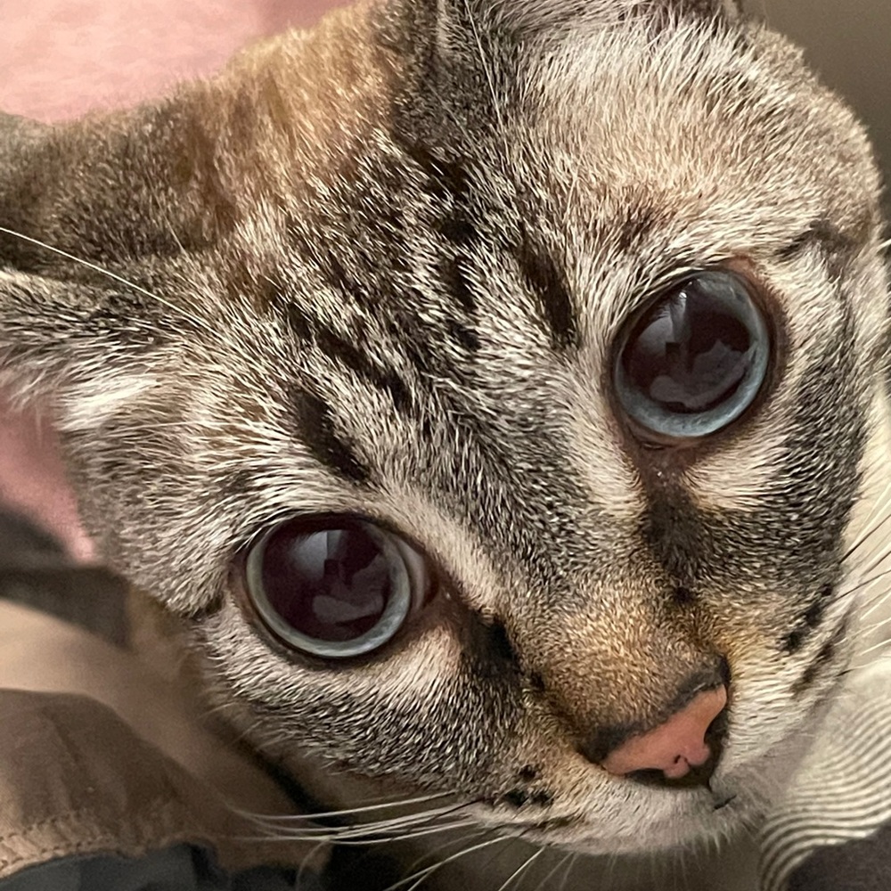 Meet your Posher, Jolie